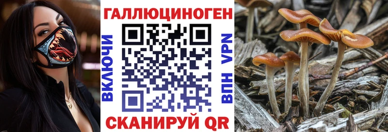 Галлюциногенные грибы Psilocybe  mega ссылки  Сковородино 